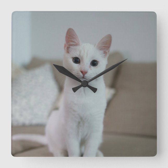 White cat | Zazzle_Growshop. Square Wall Clock (Front)