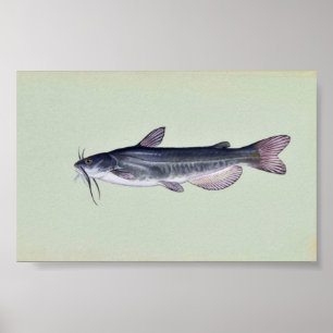 White catfish poster