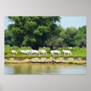 White cattle and river Danube Poster