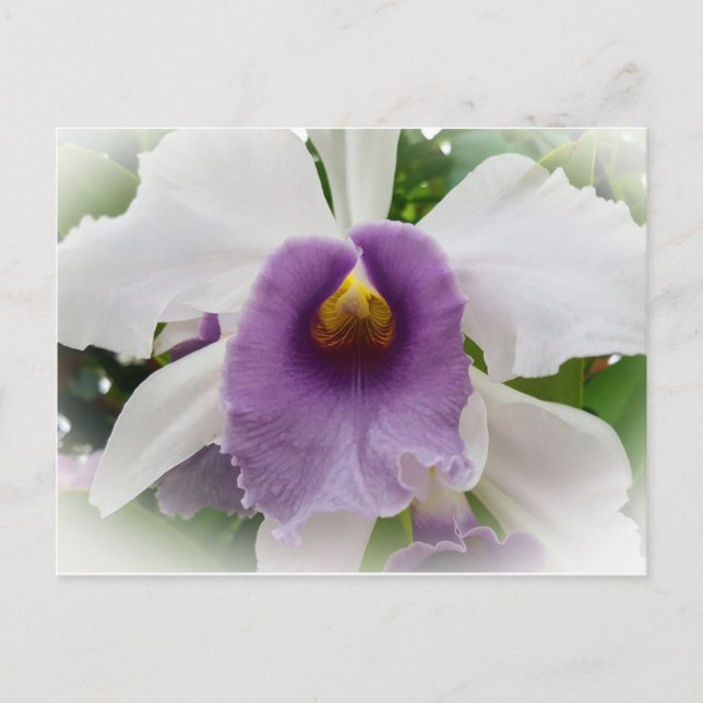 White Cattleya Orchid Flower Postcard (Front)