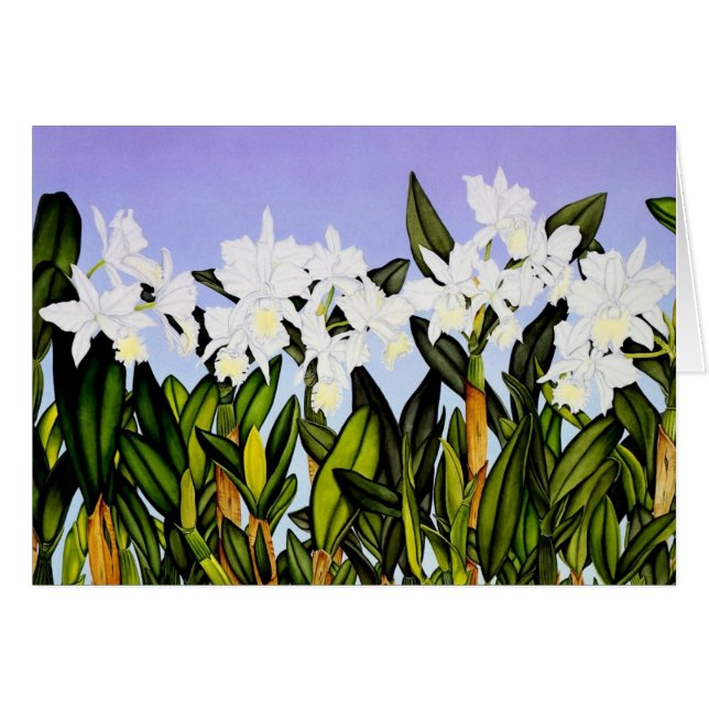 White Cattleya Orchids (Front Horizontal)