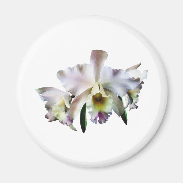 White Cattleya Orchids Magnet (Front)