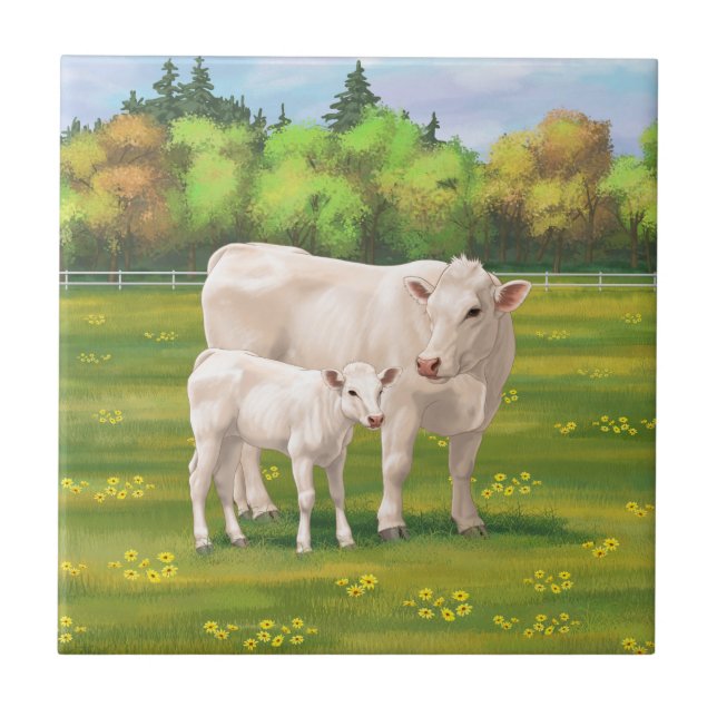 White Charolais Cow & Cute Calf Beef Cattle Tile (Front)
