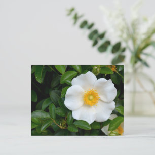 White Cherokee rose Postcard