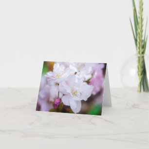 White Cherry Blossom Greeting Card