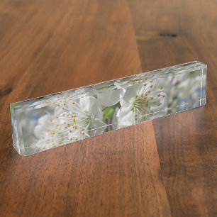 white cherry blossom in spring against a blue sky nameplate