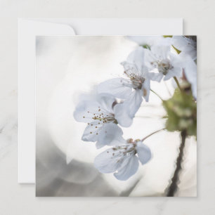 White cherry blossom nature photo card