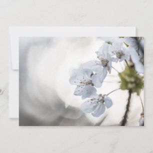 White cherry blossom photo card