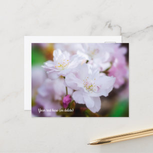 White Cherry Blossom Postcard