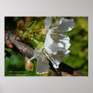 White Cherry Blossom Poster