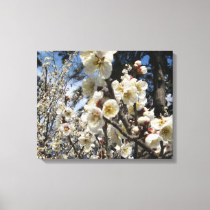 White Cherry Blossom / Sakura / サクラ（桜） Canvas Print