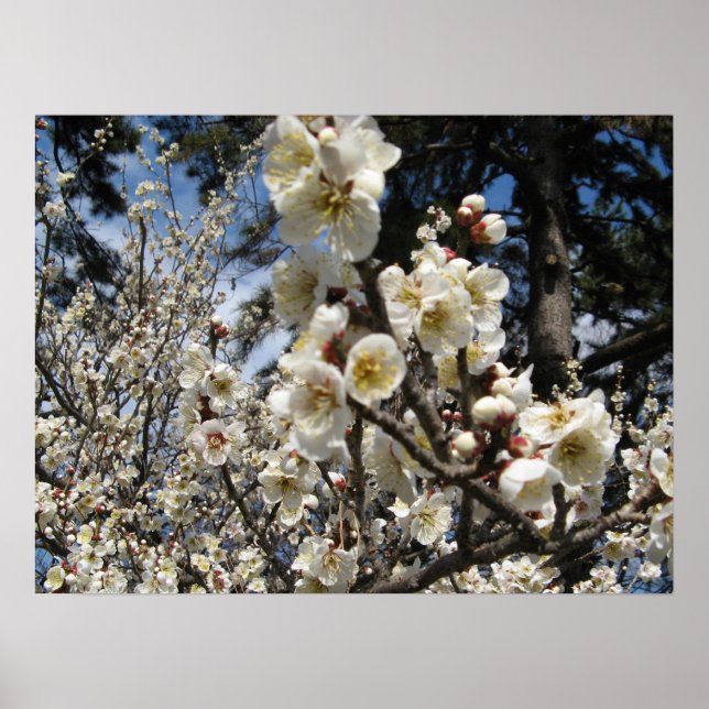 White Cherry Blossom / Sakura / サクラ（桜） Poster (Front)