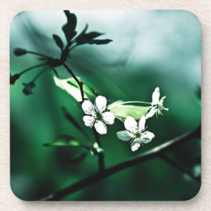 White Cherry Blossoms Coaster