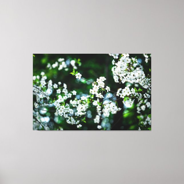 White Cherry Blossoms Green Leaves Canvas Print (Front)
