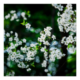 White Cherry Blossoms Green Leaves Poster