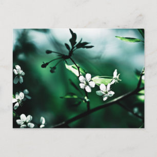 White Cherry Blossoms Postcard
