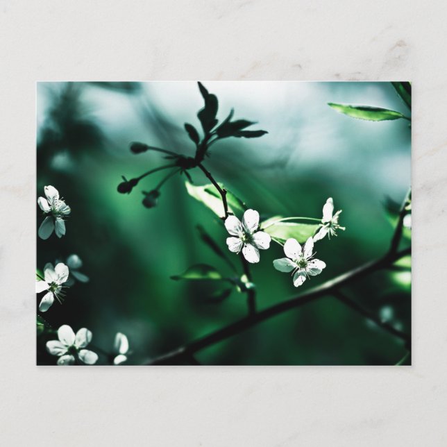 White Cherry Blossoms Postcard (Front)
