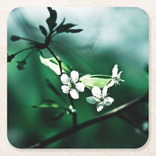 White Cherry Blossoms Square Paper Coaster