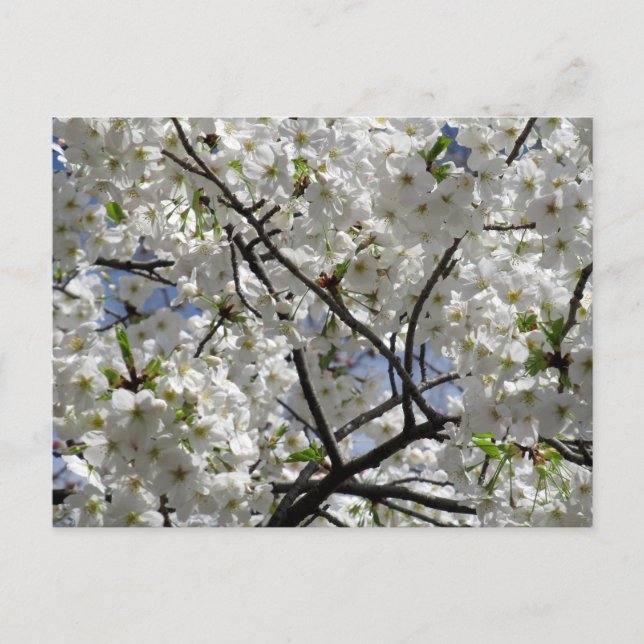 White Cherry Blossoms: Tokyo Postcard (Front)