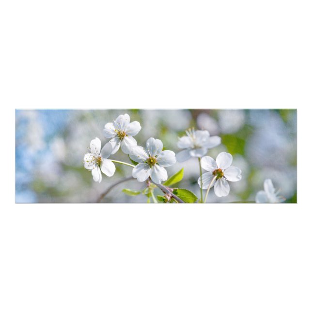 White Cherry Flower Photo Print (Front)