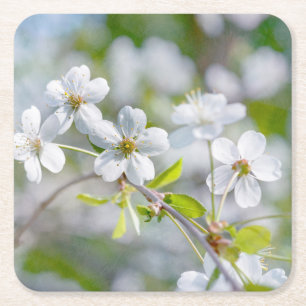 White Cherry Flower Square Paper Coaster