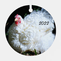 White Chicken - Frizzled Cochin Bantam Pet