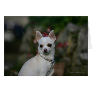 White Chihuahua