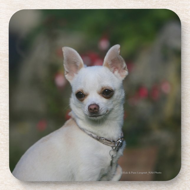 White Chihuahua Coaster (Front)