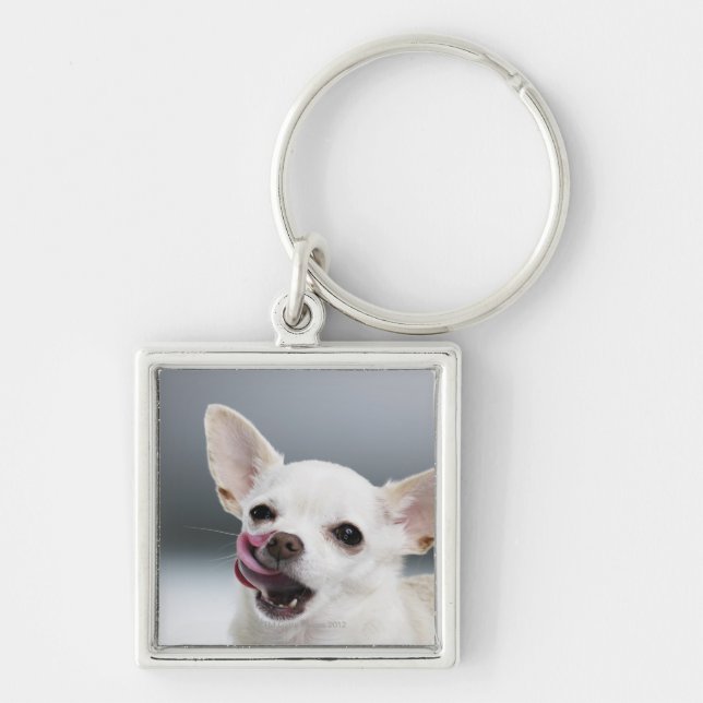 White Chihuahua licking lips Key Ring (Front)