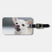 White Chihuahua licking lips