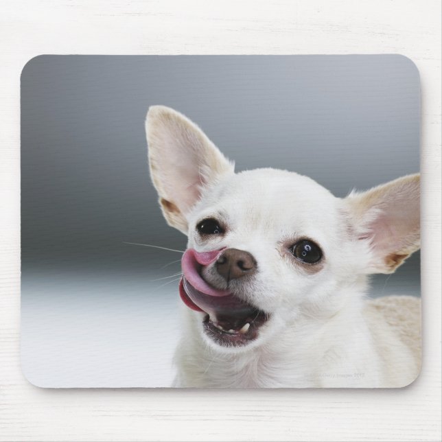 White Chihuahua licking lips Mouse Pad (Front)