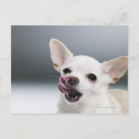 White Chihuahua licking lips