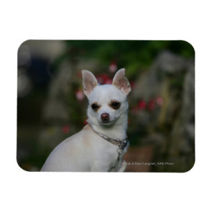 White Chihuahua Magnet