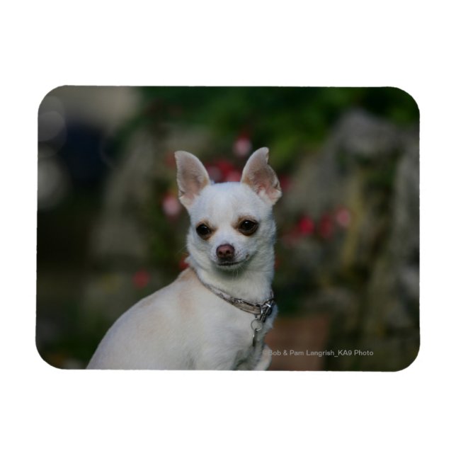 White Chihuahua Magnet (Horizontal)