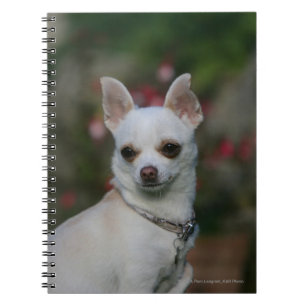 White Chihuahua Notebook