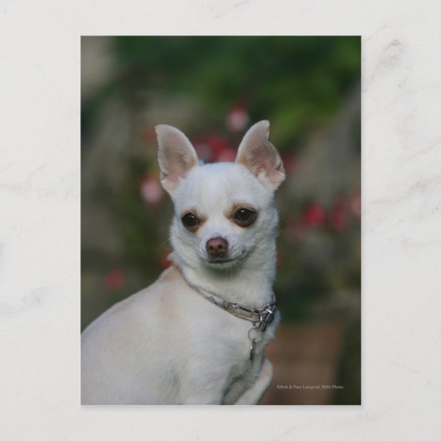 White Chihuahua Postcard (Front)