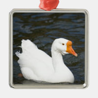 White Chinese Goose