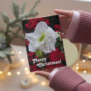 White Christmas Amaryllis Bloom Floral Holiday Card