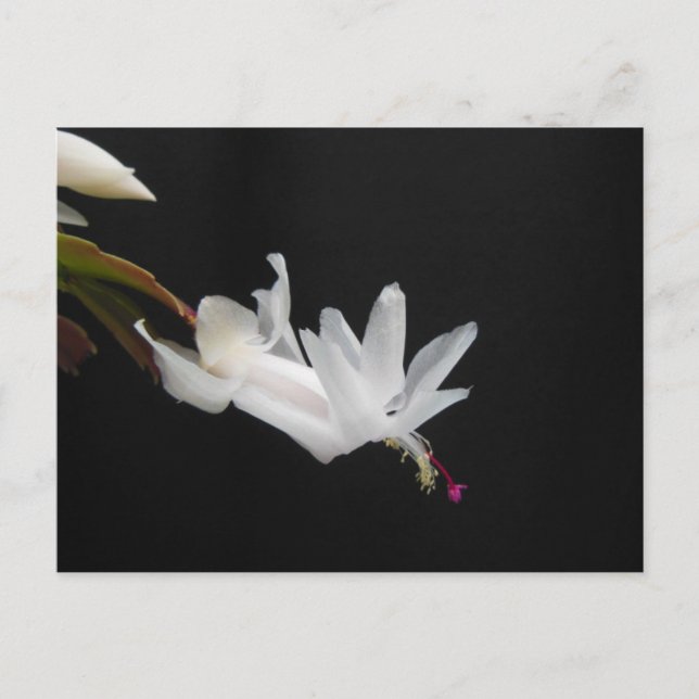 White Christmas Cactus Flower Holiday Postcard (Front)