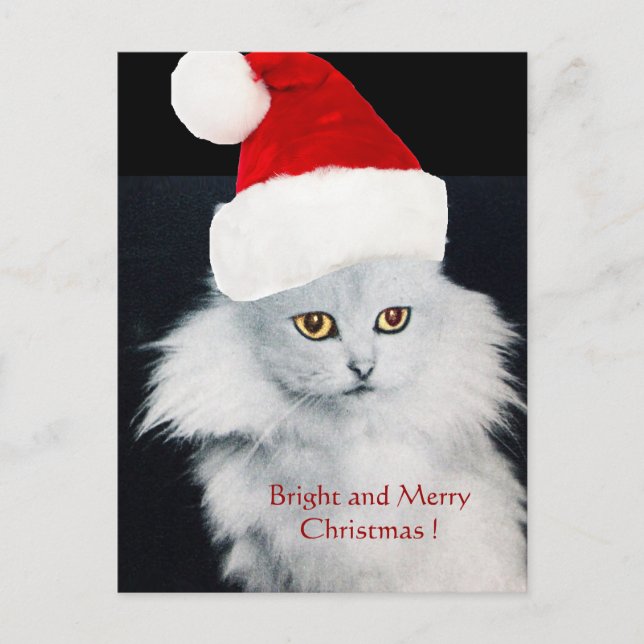 WHITE CHRISTMAS CAT WITH SANTA CLAUS HAT HOLIDAY POSTCARD (Front)
