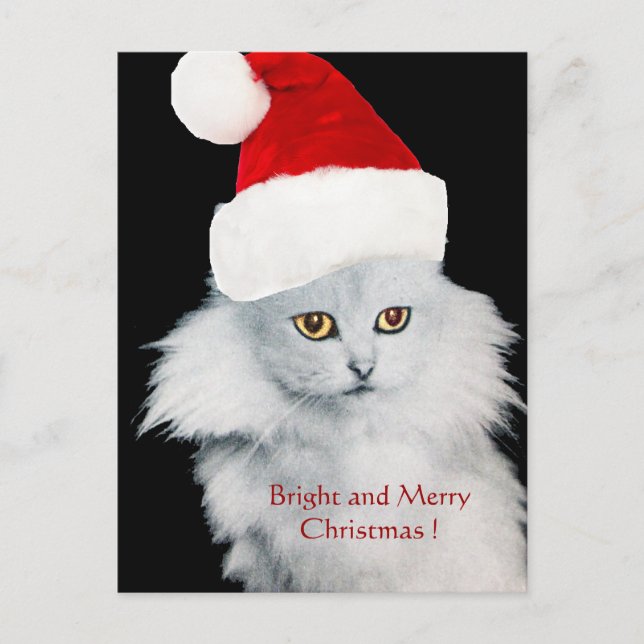 WHITE CHRISTMAS CAT WITH SANTA CLAUS HAT HOLIDAY POSTCARD (Front)