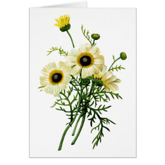White Chrysanthemum by Pierre Joseph Redoute