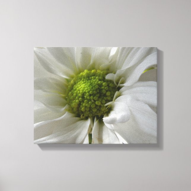 White Chrysanthemum Canvas Print (Front)