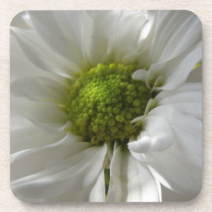 White Chrysanthemum Cork Coaster