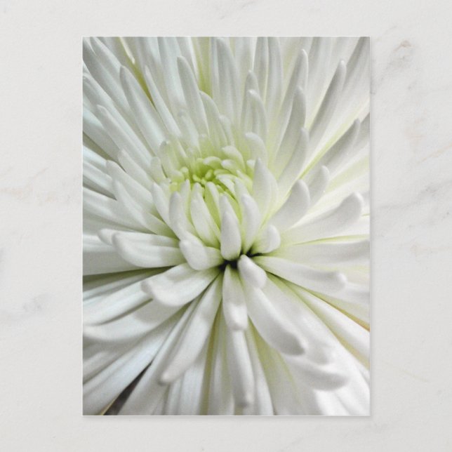 White Chrysanthemum Flower Mums Flowers Photo Postcard (Front)