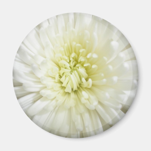 White Chrysanthemum Magnet (Front)