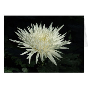 White Chrysanthemum Photograph