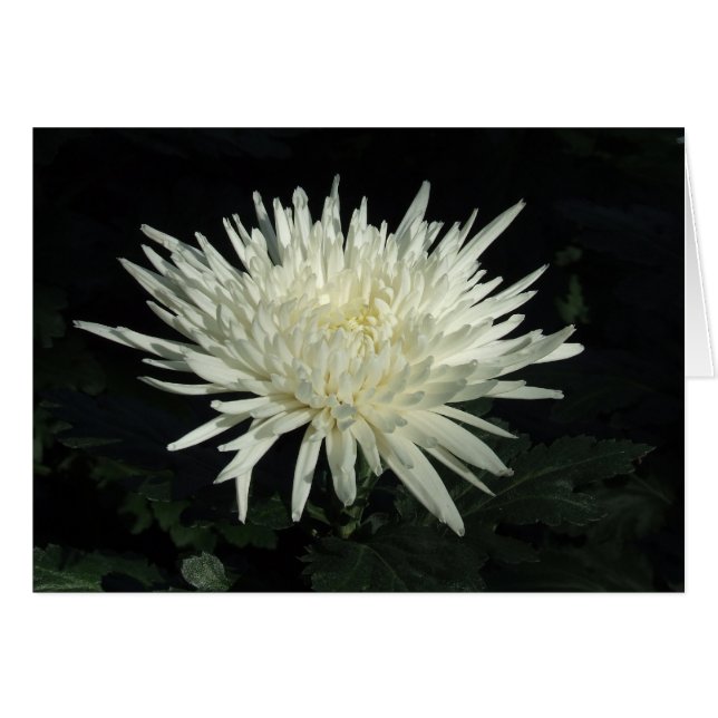 White Chrysanthemum Photograph (Front Horizontal)