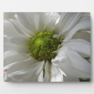 White Chrysanthemum Plaque