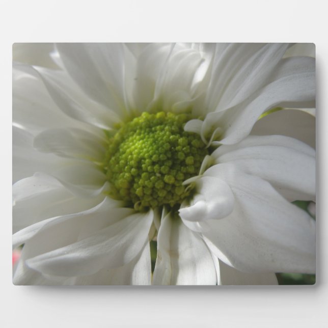 White Chrysanthemum Plaque (Front)